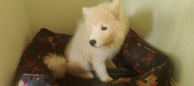 Samoyed puppy