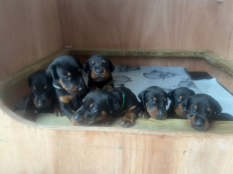 Beautiful Doberman puppies