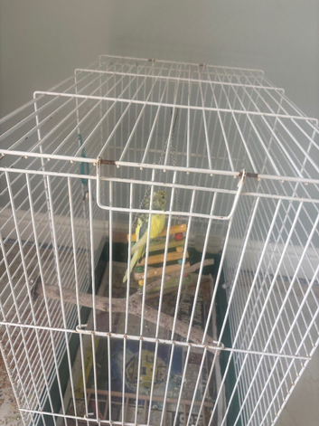 Baby budgie and cage for sale