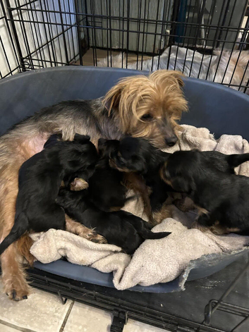 Amazing Home Raised Yorkshire Terrier Puppies