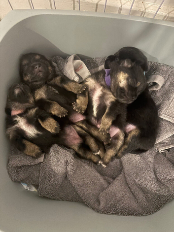 Pomchi puppies
