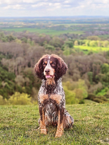 30+ champion spaniel puppies