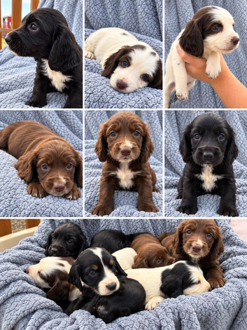 Sprocker puppies