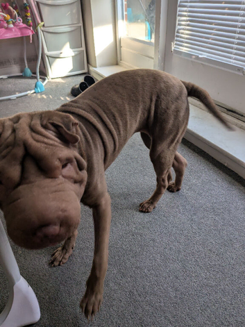 8 month old shar pei