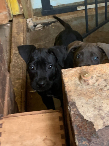 One beautiful black female Cane Corso pup