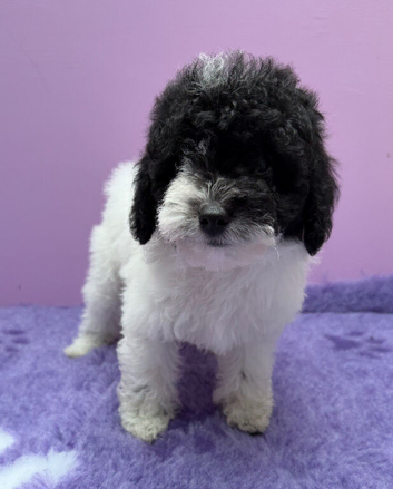 Beautiful Cavapoochon puppies ready now