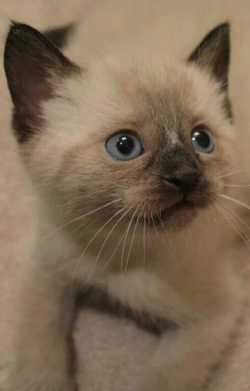 Ragdoll cross kittens