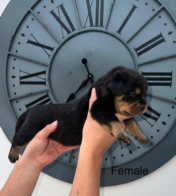 KC REG ROTTWEILER PUPPIES