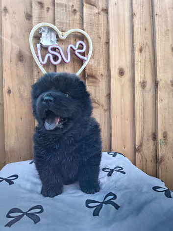 (last 2 remaning) Adorable KC Registered Chow Chow Puppies For Sale