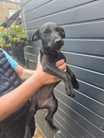 Patterdale puppy 3 months old