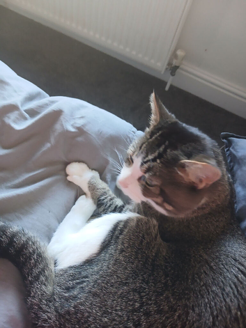Gizmo To a good home