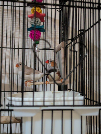 Finches up for sell
