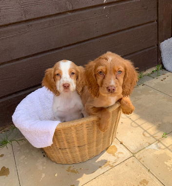 Cocker spaniel