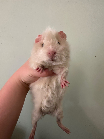 3 male baby guinea pigs