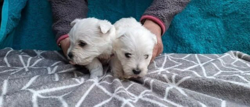 Gorgeous Home Raised Highland Terrier Puppies