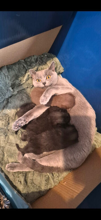 4 British shorthair kittens