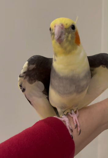 Baby tamed cockatiels taking parrot