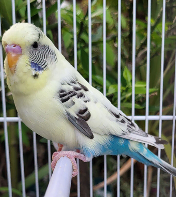 Beautiful Budgies - Various colours