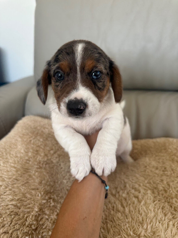 Dachshund Puppies