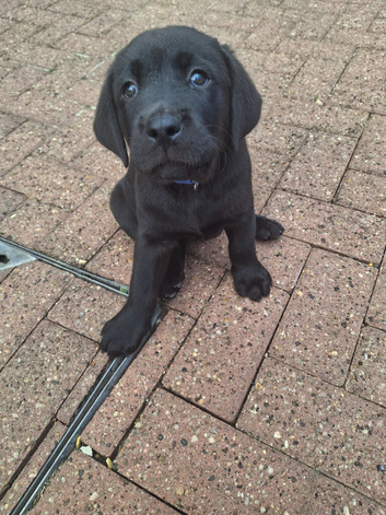 Black labrador puppies