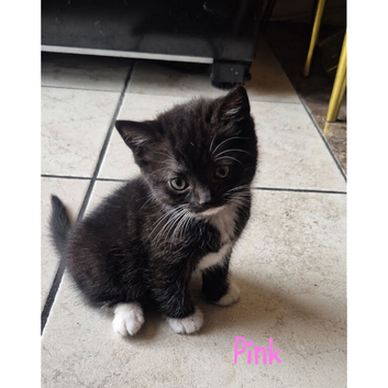 5 beautiful Scottish folds/straights