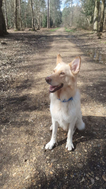 White GSD ready for stud
