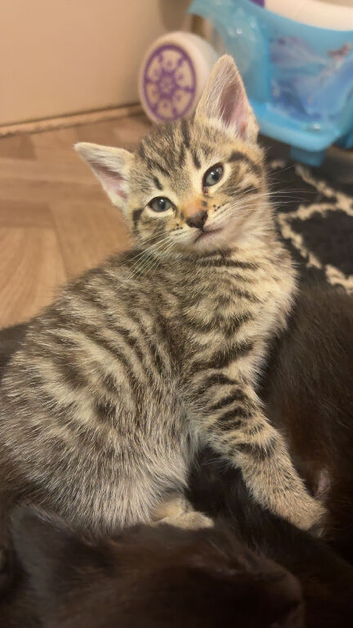 8 week old Male tabby kitten