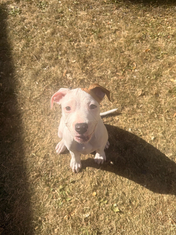 Beautiful American bulldog girl