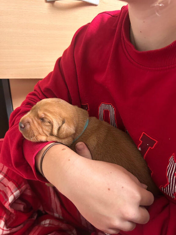 Fox Red Puppies