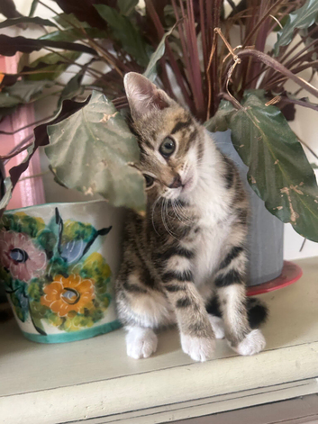 Beautiful tabby kittens - Ready now