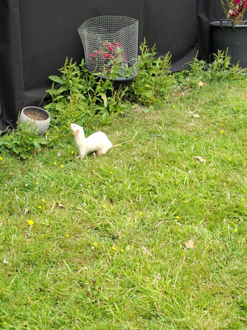 Albino red eye female Ferret