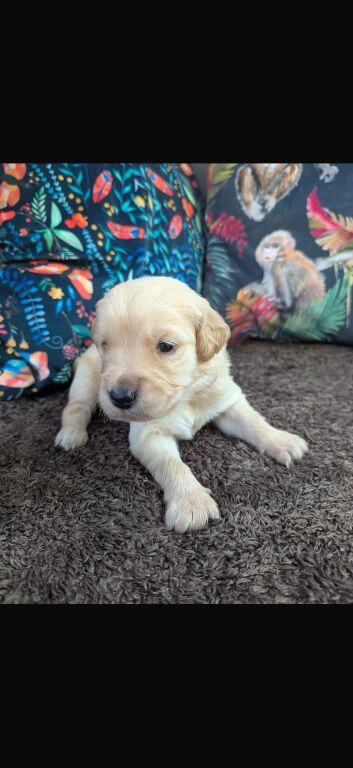 Chunky golden retrievers for sale ready soon