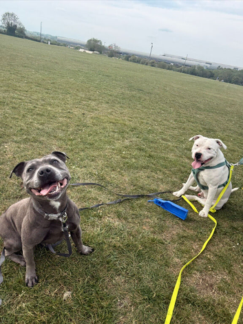 White Staffordshire Bull Terrier for Stud