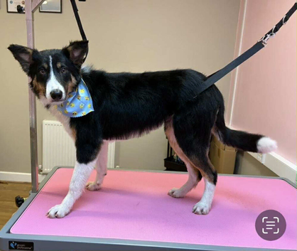 Border collie