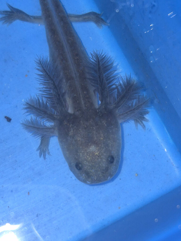Axolotl babies
