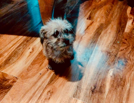 Small Malshi puppie ( Maltese x Shihtzu)