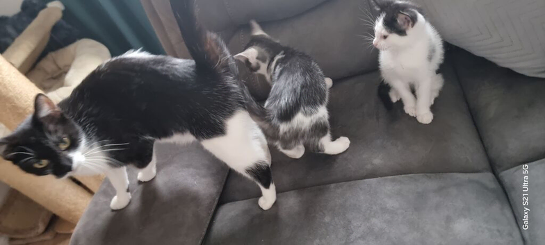 Kittens looking for their forever homes