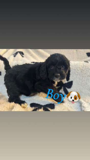Cockerpoo puppy&rsquo;s