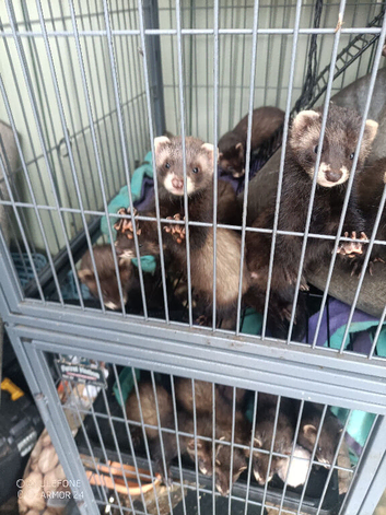 EU x Polecat ferret kits