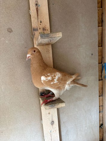 1 pigeon for sale