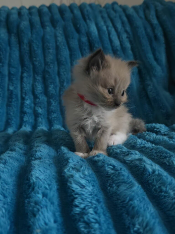 Ragdoll pure bred kittens