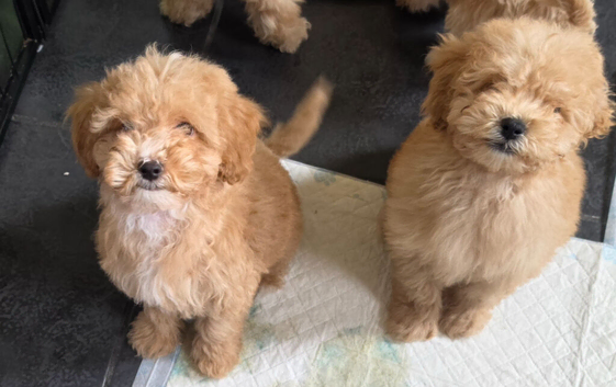 5 puppies left