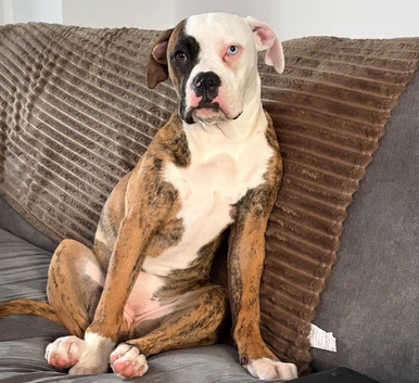 American bulldog