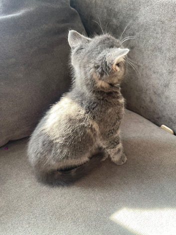 Last two beautiful kittens Ono