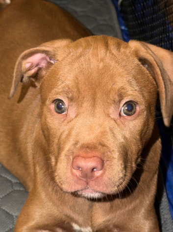 Staffy puppies