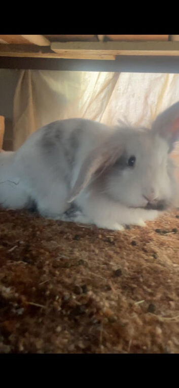 two adorable bunnies for sale