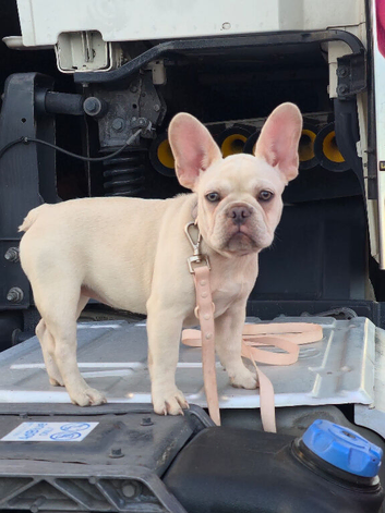 Female French bulldog