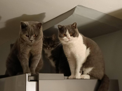2 bsh boys 3 years old bonded pair