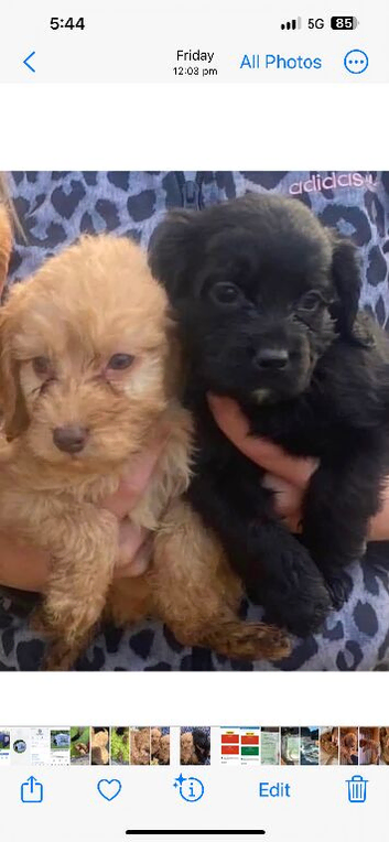 5 Beautiful Cockapoos ,