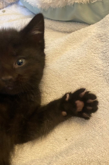 Cute kittens needing homes